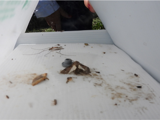 Pułapka trójkątna, feromonowa do odłowu motyli rolnicy zbożówki (zdjęcie - Lidia Spychalska) Wnętrze trójkątnej pułapki. Na podłodze widoczne są martwe owady.