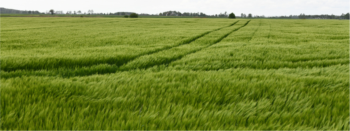 Jedno z pól, na którym testowana była platforma eDWIN oraz stosowana była wirtualna karta pola Pochmurny dzień. Na zdjęciu widoczne jest pole pełne zielonych, dojrzewających upraw.