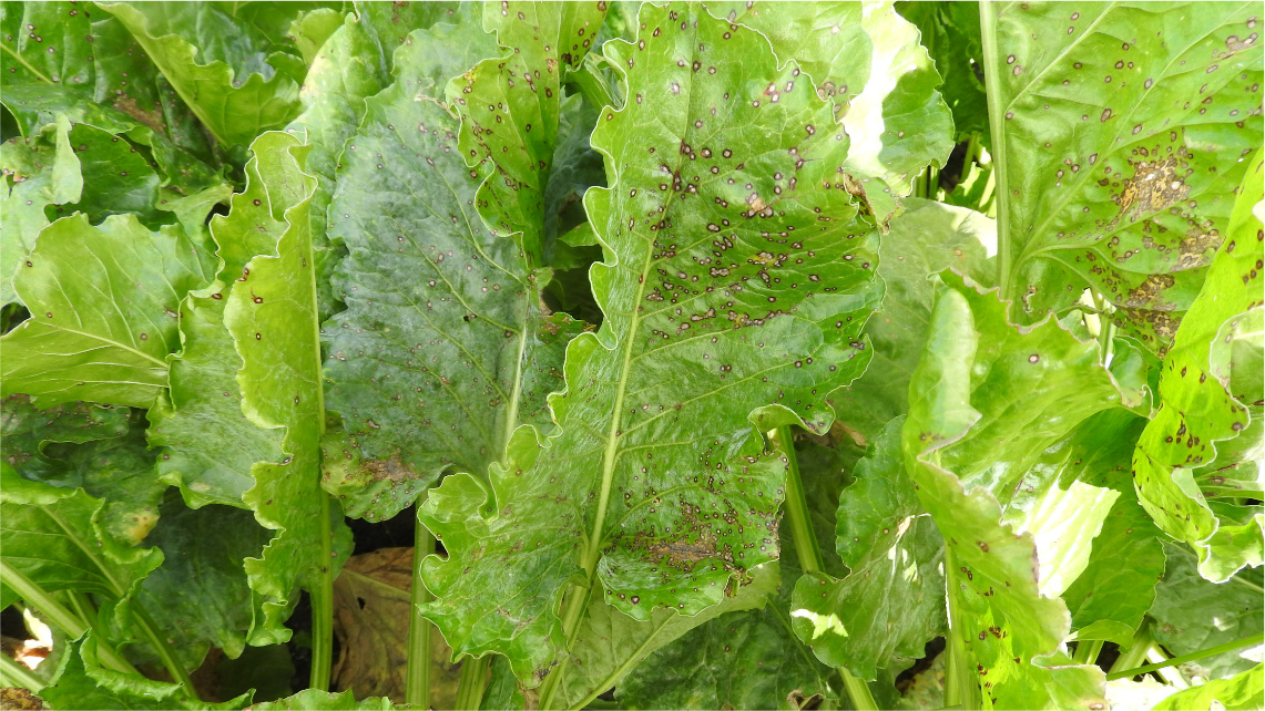 Chwościk buraka Na zielonych liściach buraka widoczne są brązowe kropki. To objawy chwościka buraka.