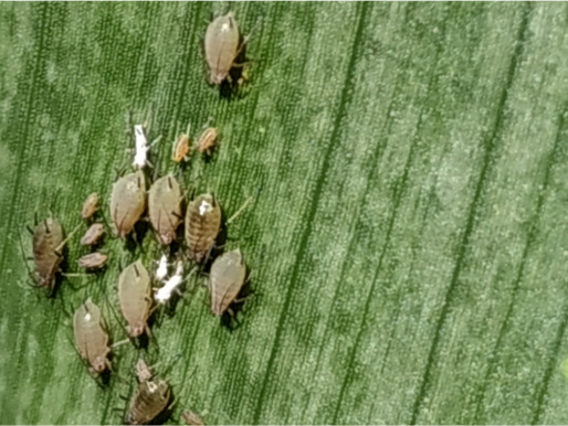 Mszyce na liściach zbóż Na kawałku zielonego liścia widoczne są owady w jasnym, brązowym kolorze. Są to mszyce na liściach zbóż.