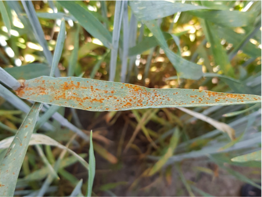 Rdza brunatna Na zielonym liściu widoczne są zaplamienia w kolorze rdzy. Są to objawy rdzy brunatnej żyta.