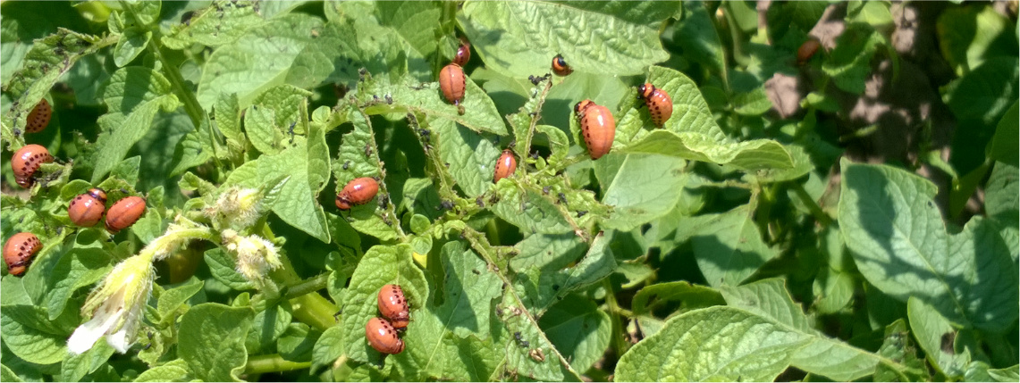 Stonka ziemniaczana jest zagrożeniem dla roślin ziemniaka Na zielonych liściach ziemniaka widoczne są owady stonki ziemniaczanej.
