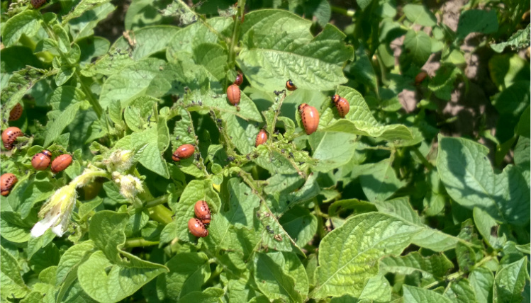 Stonka ziemniaczana jest zagrożeniem dla roślin ziemniaka Na zielonych liściach ziemniaka widoczne są owady stonki ziemniaczanej.