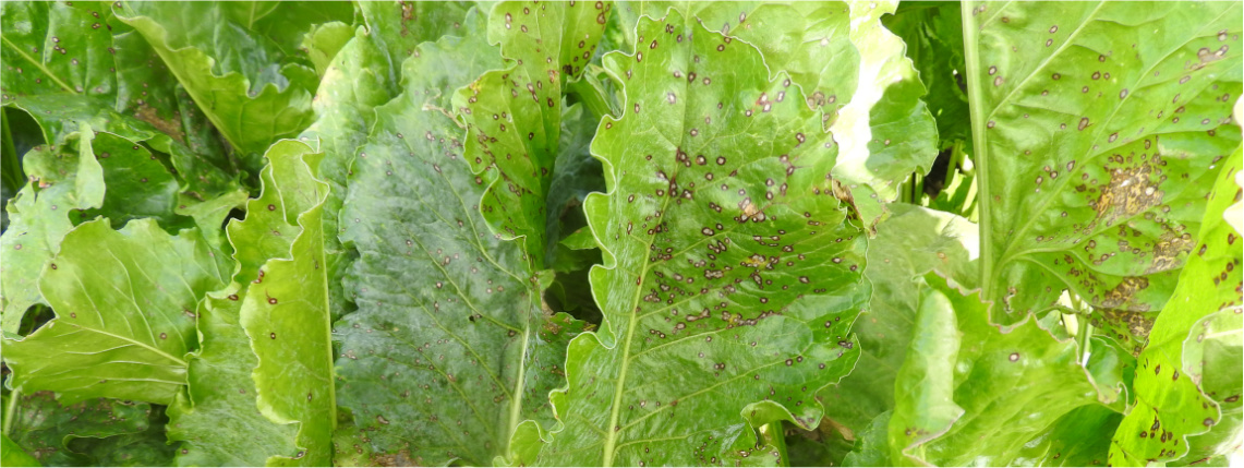 Z usługi „Raportowanie zagrożeń” będą mogły korzystać na przykład instytucje naukowe Zbliżenie na liście buraka, na których widać objawy choroby w postaci brązowych kropek.