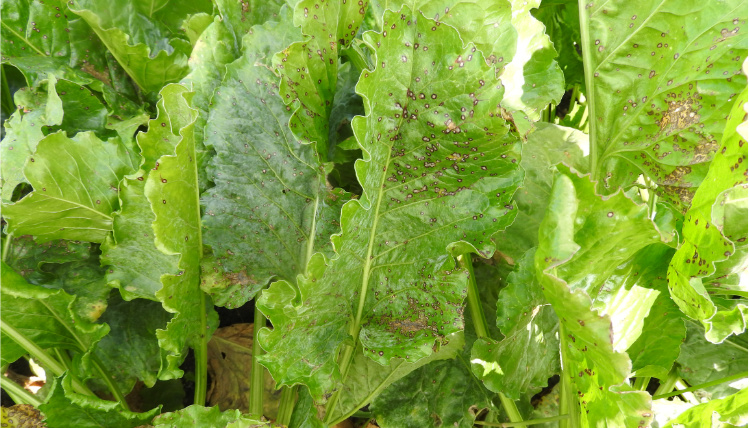 Z usługi „Raportowanie zagrożeń” będą mogły korzystać na przykład instytucje naukowe Zbliżenie na liście buraka, na których widać objawy choroby w postaci brązowych kropek.