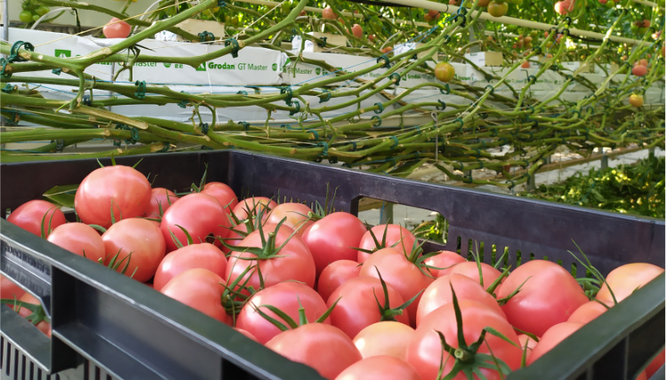 Śledzenie pochodzenia produktów będzie usługą przeznaczoną zarówno dla rolników, jak i konsumentów W czarnej skrzyni leżą czerwone pomidory. Nad nimi widać pnącza, na których rosną pomidory.